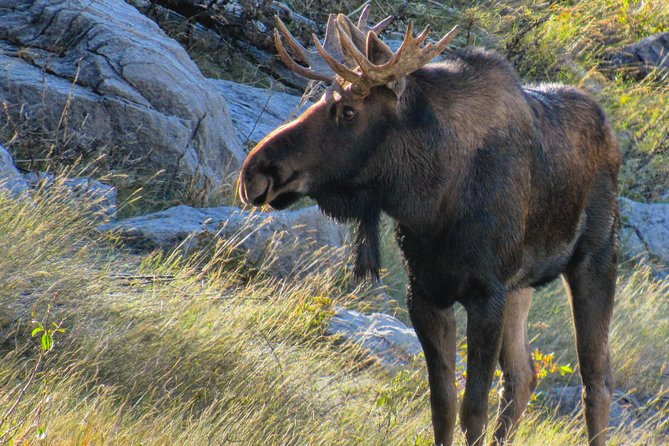 Discover Jasper and Its Wildlife - Preparing for the Tour