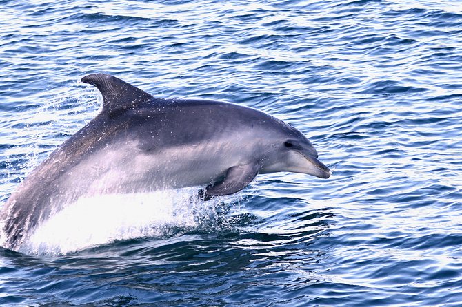 Dolphin Search - Dolphin Quest - Public Transportation