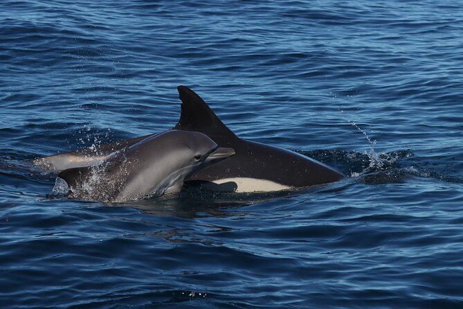 Dolphin Watch & Benagil Caves Boat Tour With Biologist Guide - Recommended Travelers