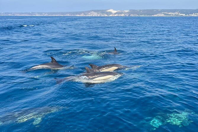 Dolphin Watching and Boat Tour in Sesimbra - Dolphin Watching Highlights