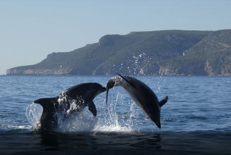 Dolphin Watching in the Wild - Half Day Private Tour - Inclusions and Exclusions