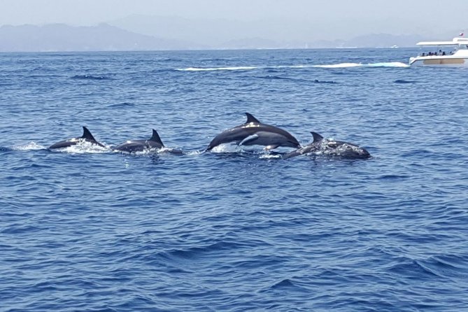 Dolphin Watching & Snorkeling - Exploring the Coastline