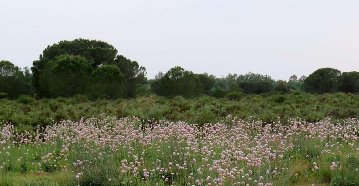 Doñana National Park: 2-Day Tour From Seville - Off-Road Journey to the Guadalquivir