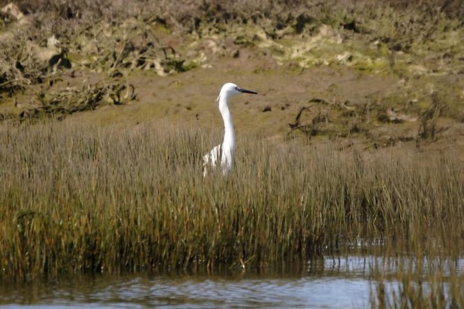 Eco Boat Tour in the Ria Formosa Lagoon From Faro - Accessibility and Transportation