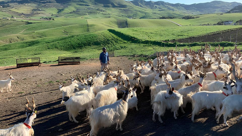 Experience With Girgentan Goats in Agrigento - Weather and Tour Modifications