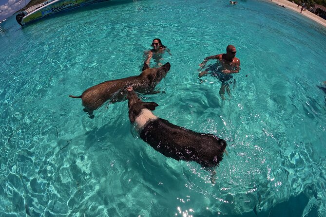 Exuma Island Hopping & Swimming Pigs Tour With Lunch From Nassau - Visiting Allen Cay