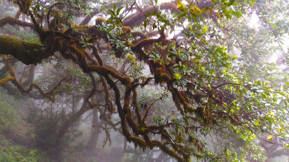 Fanal / Whistlers - Levada Walk - Pick-up and Transportation