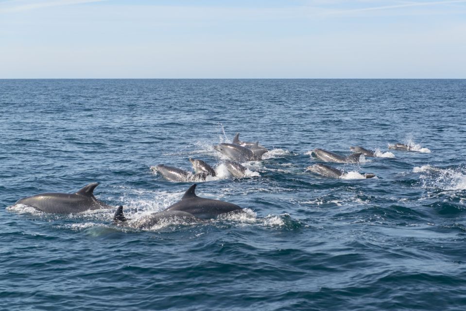 From Albufeira: Dolphins and Caves 2.5-Hour Boat Trip - Departure Location