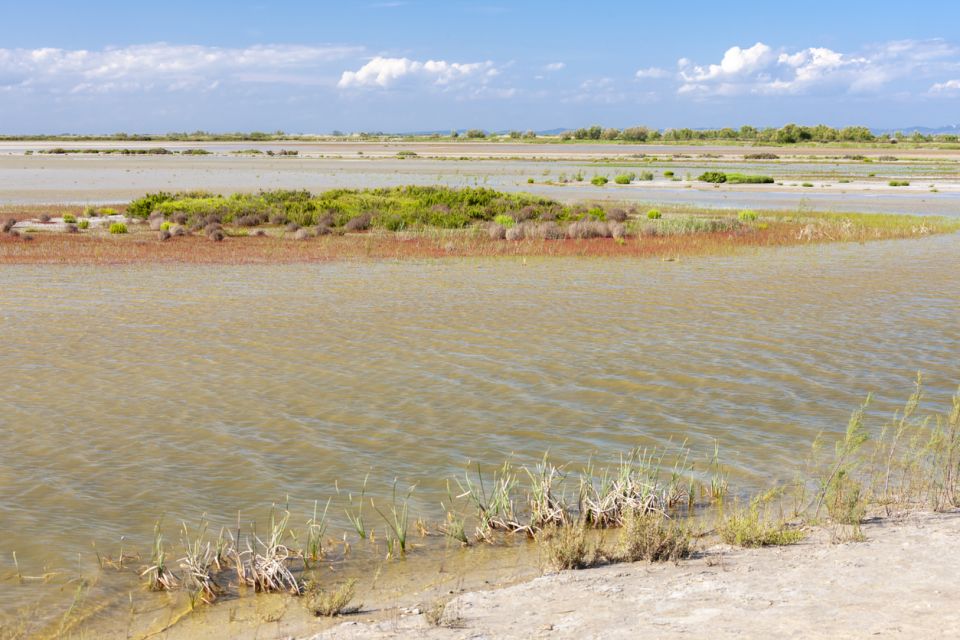 From Arles: Half-Day 4x4 Camargue Safari - Booking and Cancellation Details