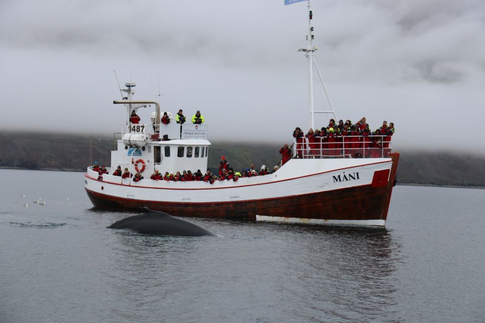 From Dalvik: Arctic Whale Watching in Northern Iceland - Free Parking and Gear Provided