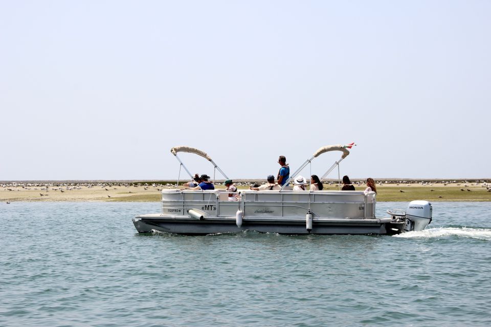 From Faro: 2-Hour Guided Bird Watching Boat Trip - Exploring Ria Formosa