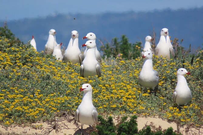 From Faro: Ria Formosa Eco Tour Guided by Marine Biologist - Meeting Point and Location