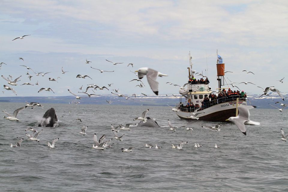 From Húsavík: Traditional Whale Watching Tour - What to Expect