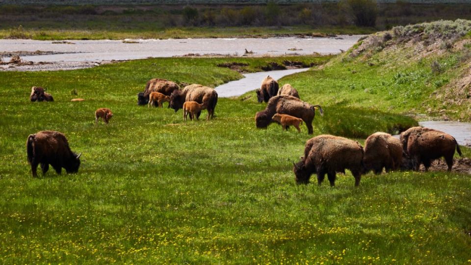 From Jackson: Half-Day Grand Teton National Park Tour - Exploring Major Points of Interest