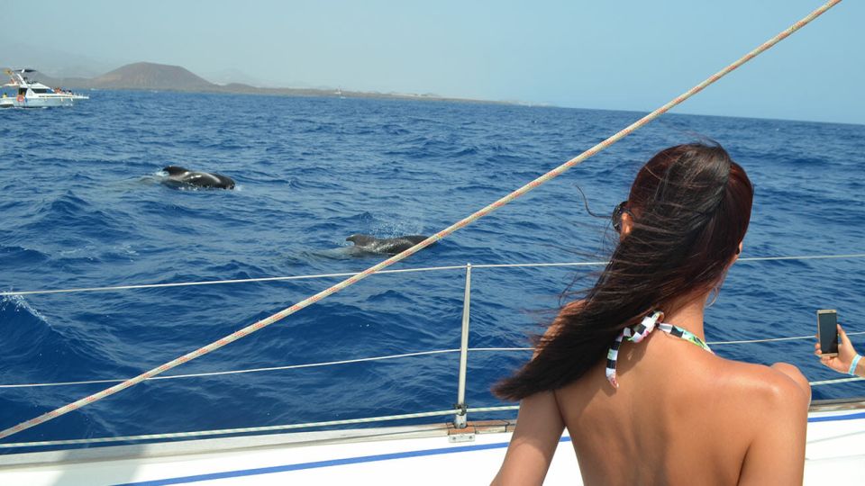 From Los Gigantes: Whale Watching Sailboat Cruise - Whale Watching Experience