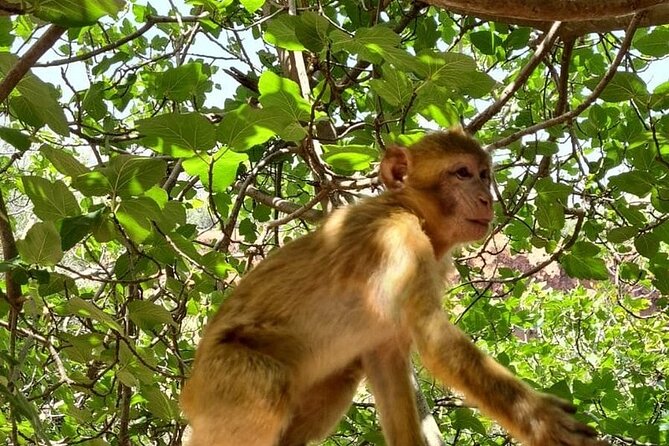 From Marrakech: Ouzoud Waterfalls ,Berber Viallage & Guided Tour - Visiting the Berber Village