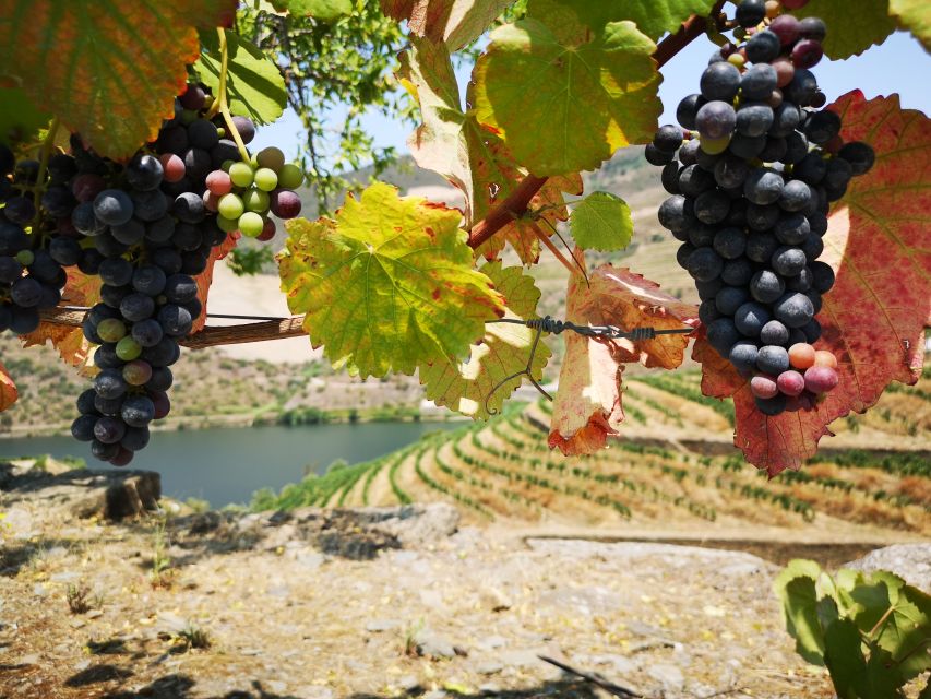 From Porto: Tastings at 2 Wineries, Chefs Lunch & Boat Tour - Traditional Farm-to-Table Lunch