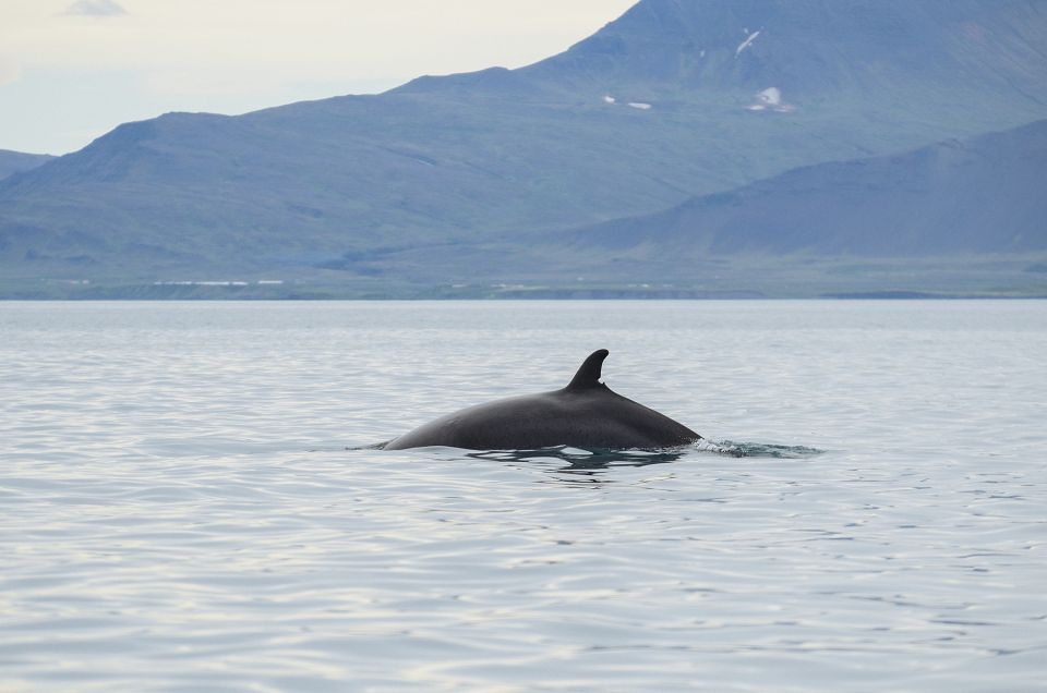 From Reykjavik: Buggy & Whale Watching Adventure - Cost and Pricing