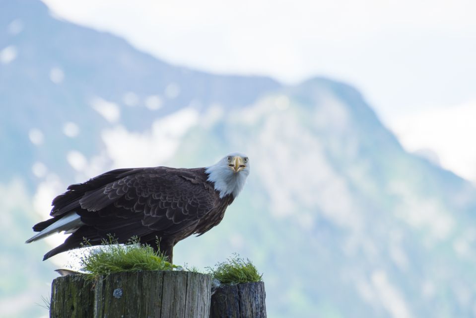 From Seward: Half-Day Resurrection Bay Wildlife Cruise Tour - What to Expect