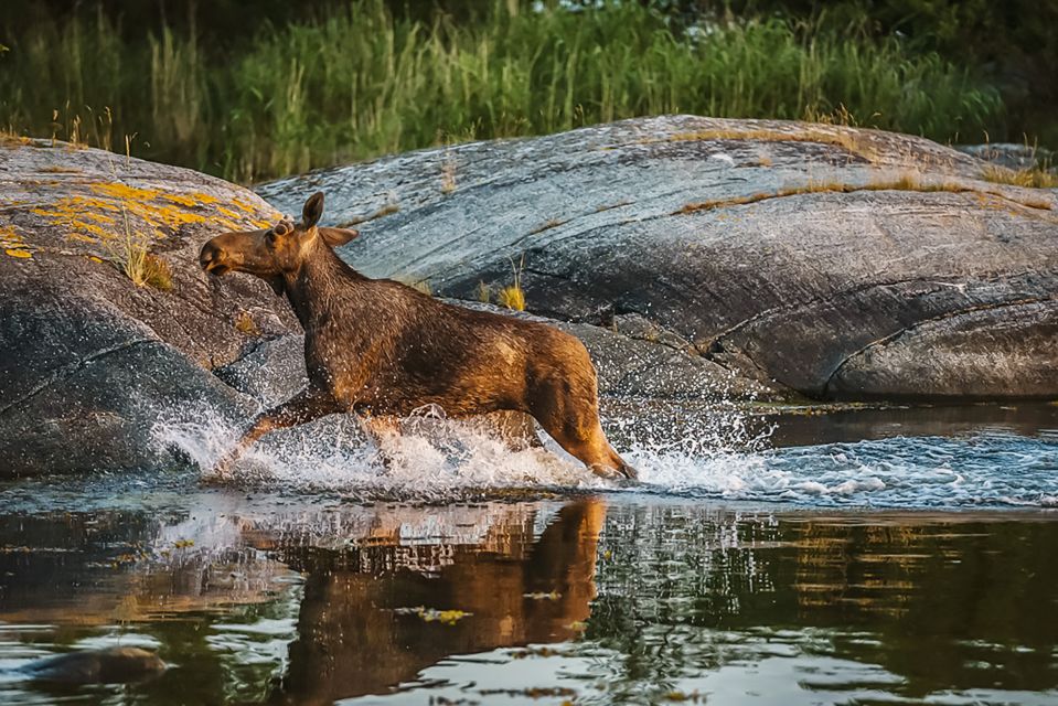 From Stockholm: Wildlife Safari With Campfire Dinner - Chance to Spot Swedish Wildlife