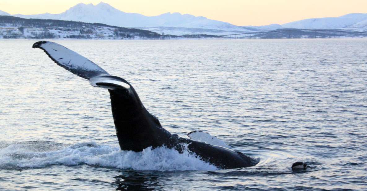 From Tromsø: All-Inclusive Whale and Sea Bird Boat Cruise - Booking and Cancellation