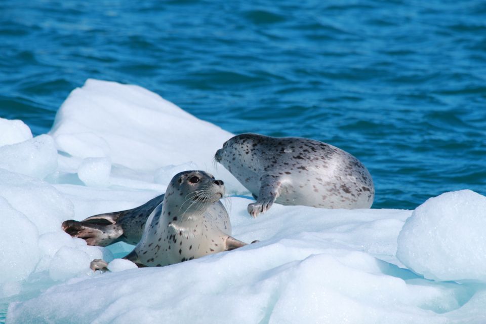 From Valdez: 7.5-hour Meares Glacier & Wildlife Cruise - Tour Guide and Language