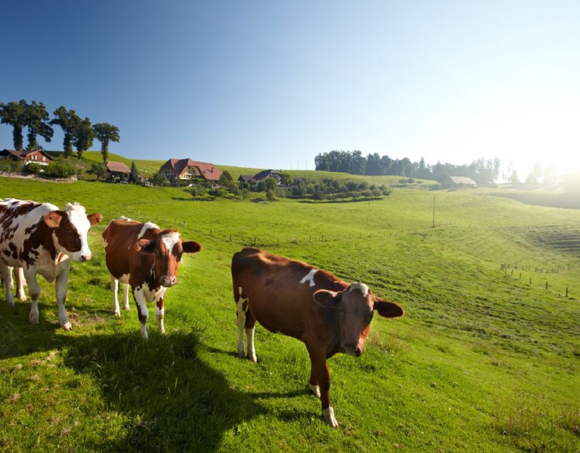 From Zurich/Lucerne: Berne Capital and Countryside Day-Trip - Scenic Countryside Drives