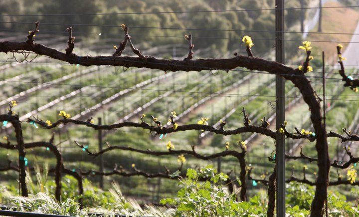 Full-Day Inclusive Wine Tasting Tour From Santa Barbara - Tasting Experiences