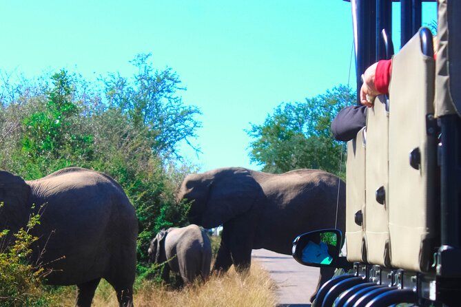 Full-Day Kruger Park Safari From Nelspruit, Whiteriver or Hazyview - Tour Highlights and Experiences