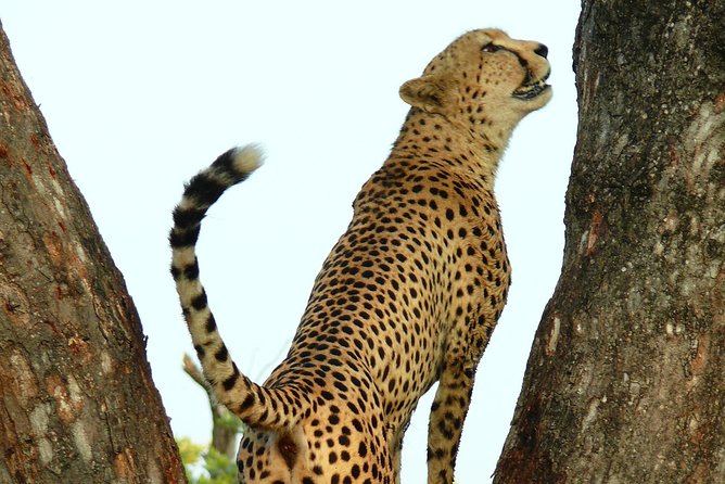 Full Day Safari in the Kruger National Park From Hazyview - Knowledgeable Guides