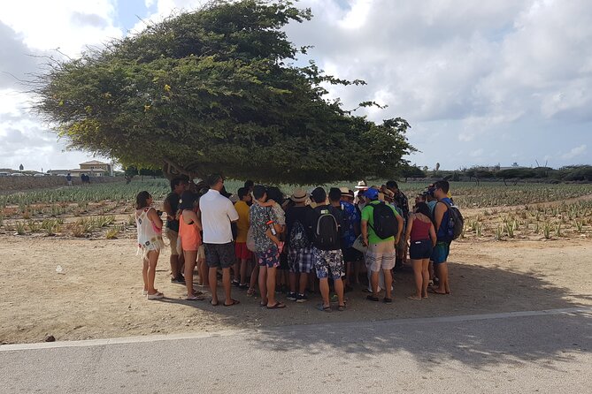 Full Island Sightseeing Tour of Aruba With Cave Pool Swim - Highlights