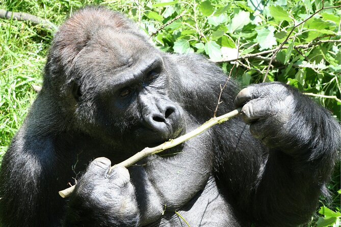 Gorilla Tracking & Batwa Culture Experience - Reviews and Ratings