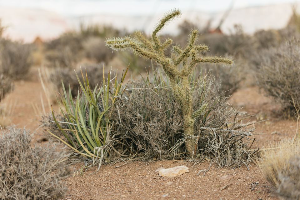 Grand Canyon West Rim VIP Luxury Small Group Tour - Joshua Tree Forest