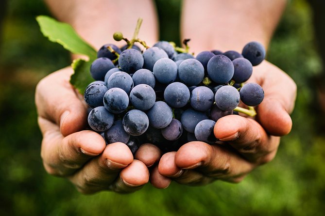 Grape Stomping in Tuscan Farmhouse From Florence - Pickup and Drop-off Details