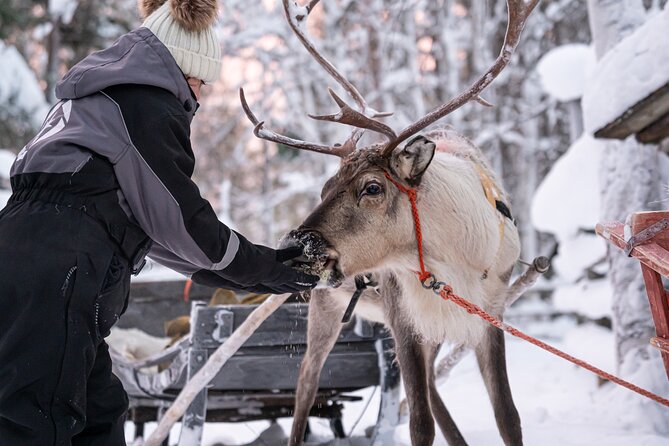 Half-Day Experience in Local Reindeer Farm in Lapland - Feeding the Reindeer