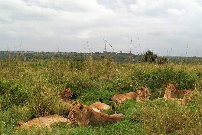 Half-Day Nairobi National Park Safari From Nairobi With Free Pickup - Wildlife Sightings