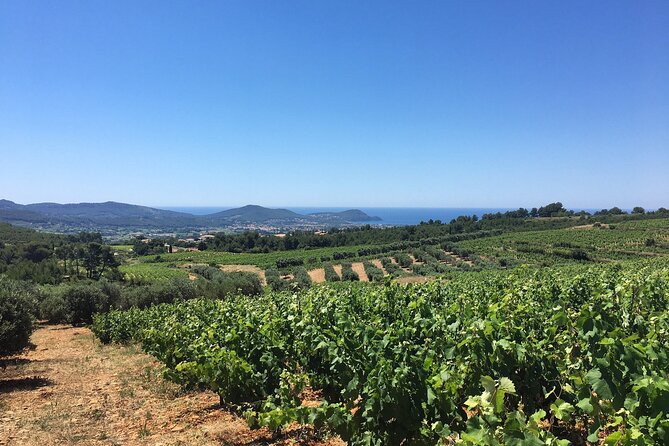 Half Day Wine Tour in Bandol & Cassis From Aix En Provence - Comfortable Transportation and Guidance