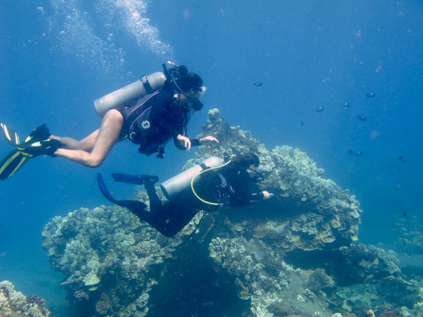 Hilo: 1-Tank Certified Beach Dive at Sea Turtle Cove - Small Group Size and Experience