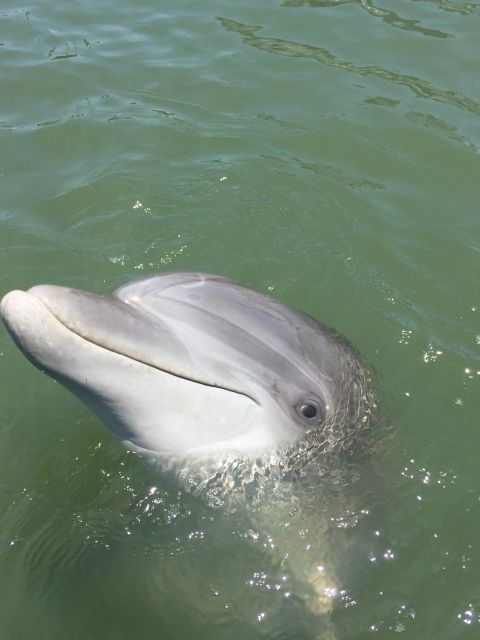 Hilton Head Island: 2-Hour Guided Creek Cat Tour - Frequently Asked Questions