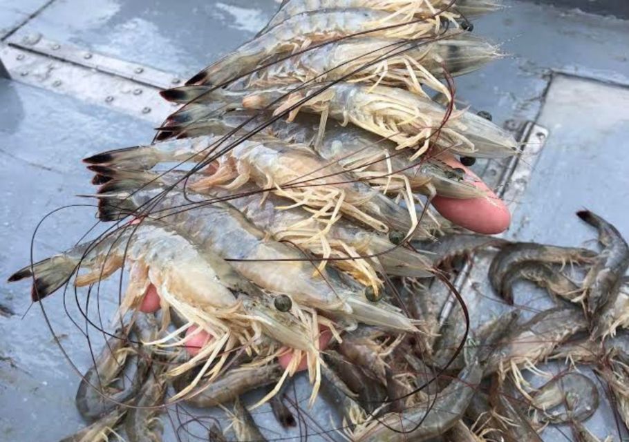 Hilton Head Island: Shrimp Trawling Boat Tour - Fresh Carolina Shrimp