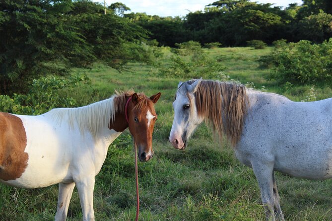 Horseback Riding Experience - Group Size and Duration