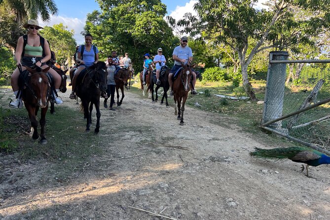 Horseback “Special”- Negril'S Beach Ride N' Swim With Free Photos/Videos - Guest Reviews