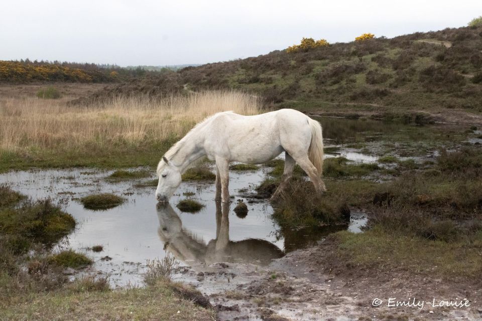 Introduction to the New Forest (Wilverley) - Frequently Asked Questions