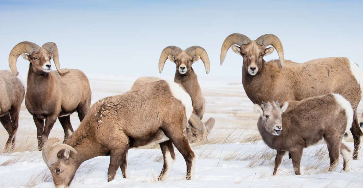 Jackson: Grand Teton, Bighorn Sheep, and Petroglyphs Tour - Cancellation and Payment Policy