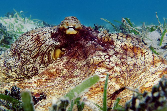 Kayak and Sea Turtle Snorkel With Beach Break - Kayaking Adventure