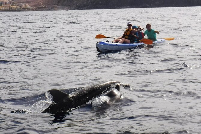 Kayak Route Along the Volcanic Coast in Tenerife South With Snorkeling - Highlights of the Volcanic Coast