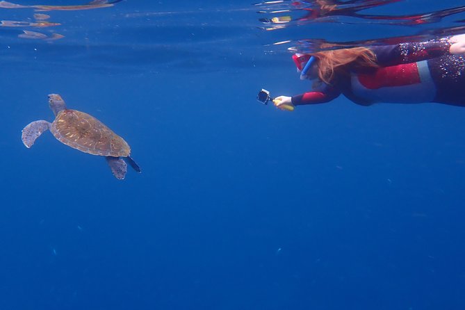 Kayaking With Dolphins and Turtles and Snorkelling in Tenerife - Wildlife Sightings