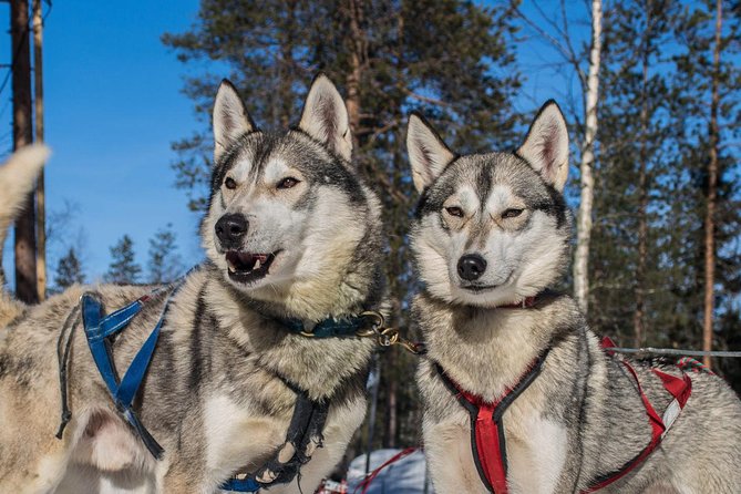 Lapland Reindeer and Husky Safari From Rovaniemi - Hotel Pickup and Drop-off