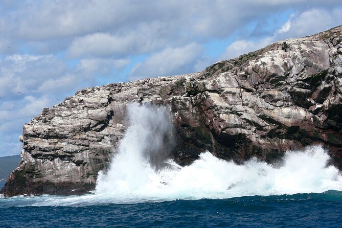 Late Season Puffin & Scenic Coastal Cruise - Guarantee of Wildlife Sightings