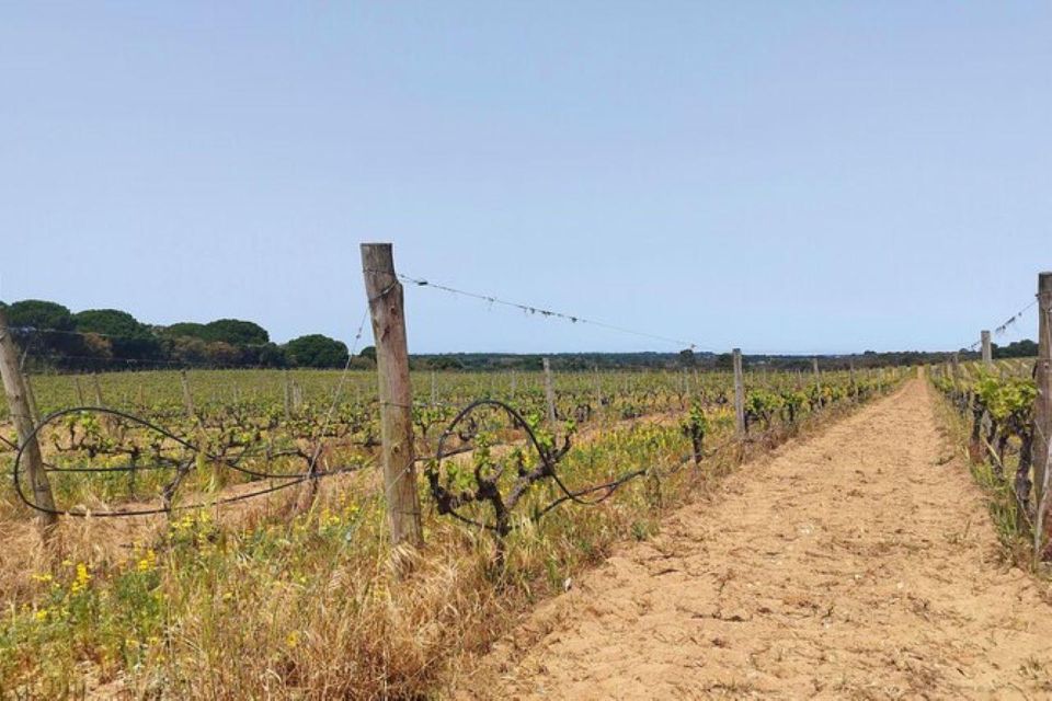 Lisbon: Private Full Day Evora & Alentejo Wine Tour - Pricing and Booking